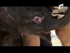 Pui de elefant vedeta