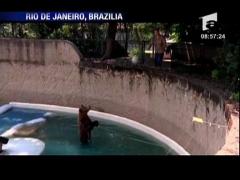 Prea cald la Zoo in America de Sud