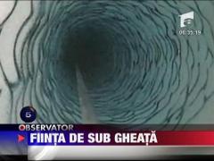 Fiinta de sub gheata