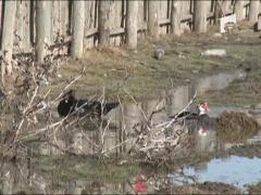 Asigurarea obligatorie a locuintelor