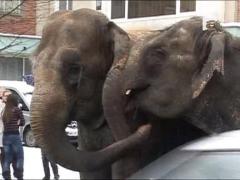 Elefanti la plimbare pe o strada din Baia Mare