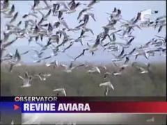 Revine aviara