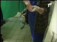 O pulpa de pui congelata a salvat viata unui om