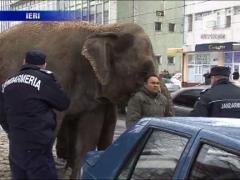 Cu elefantii la plimbare