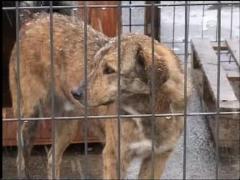 Cainii vagabonzi, mutati la munte