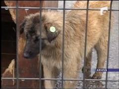 Maidanezii mutati la munte