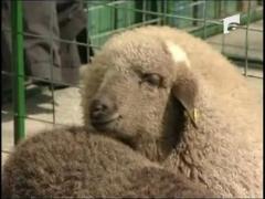 Mieii se vand ca painea calda