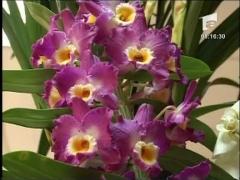 Observator de weekend