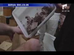 Iepuras de ciocolata gigant