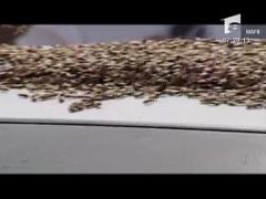 Masina acoperita de albine