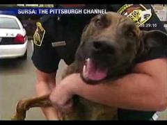 La inchisoare fiindca a latrat la un caine