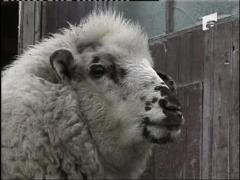 Si-a carat banii din pensie cu oaia