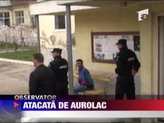 Injunghiata de un aurolac - UPDATE