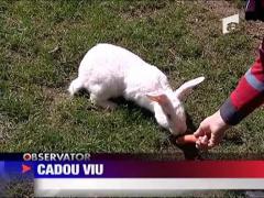 Vezi cum trebuie ingrijit un iepuras!