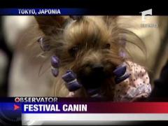 Cel mai frumos caine din Asia