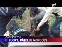 Pompierii nemteni au salvat un catelus