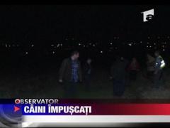 Caini macelariti pe camp
