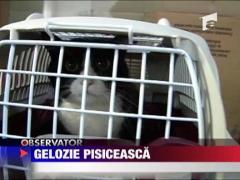 Gelozie pisiceasca