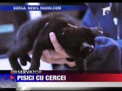 Condamnata la 6 luni de arest la domiciliu pentru ca a mutilat animale