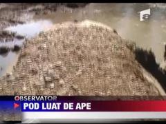Pod luat de ape
