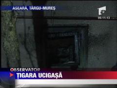 Tigara ucigasa!