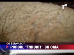 Porcul cu lana de oaie