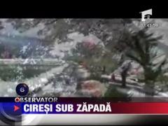 Ciresi sub zapada