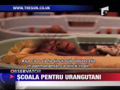 Scoala pentru urangutani