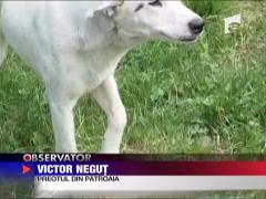 Clopot furat in Dambovita