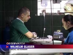 Centru de colectare sangvina pentru caini