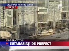 Prefectul Capitalei vrea eutanasierea cainilor