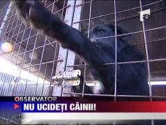 A intrat in greva foamei de dragul cainilor