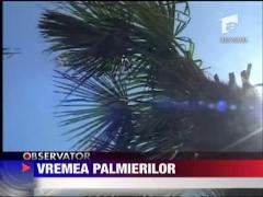Vremea palmierilor din Mamaia