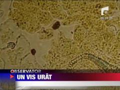 Un vis urat! Noi droguri etnobotanice!