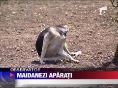300 de oameni au protestat pentru maidanezi