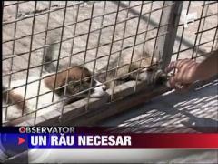 Bucurestenii cer eutanasierea cainilor vagabonzi