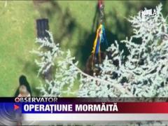 Pompierii din California au salvat un urs dintr-un copac