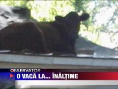 O vaca la... inaltime