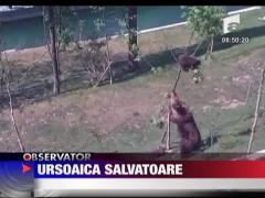 O ursoaica si-a salvat fiica