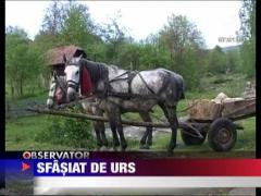 Cioban atacat de urs