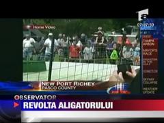 Revolta aligatorului!