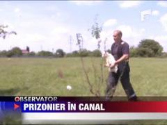 Au chemat pompierii pentru a scoate un ied dintr-un canal