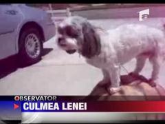 Iata cel mai lenes caine din lume!