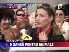 Protest pentru caini