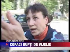 Copaci rupti de vijelie