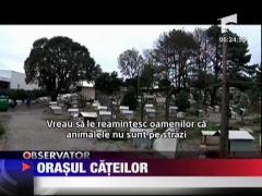 Orasul cateilor
