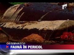 Fauna in pericol! Pelicani acoperiti de petrol
