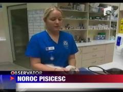 Pisica spalata in masina automata