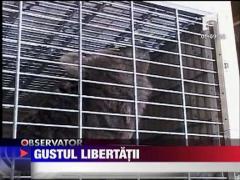 Gustul libertatii pentru ursoaica Betsy