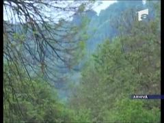 Atacat de urs in timp ce culegea ciuperci